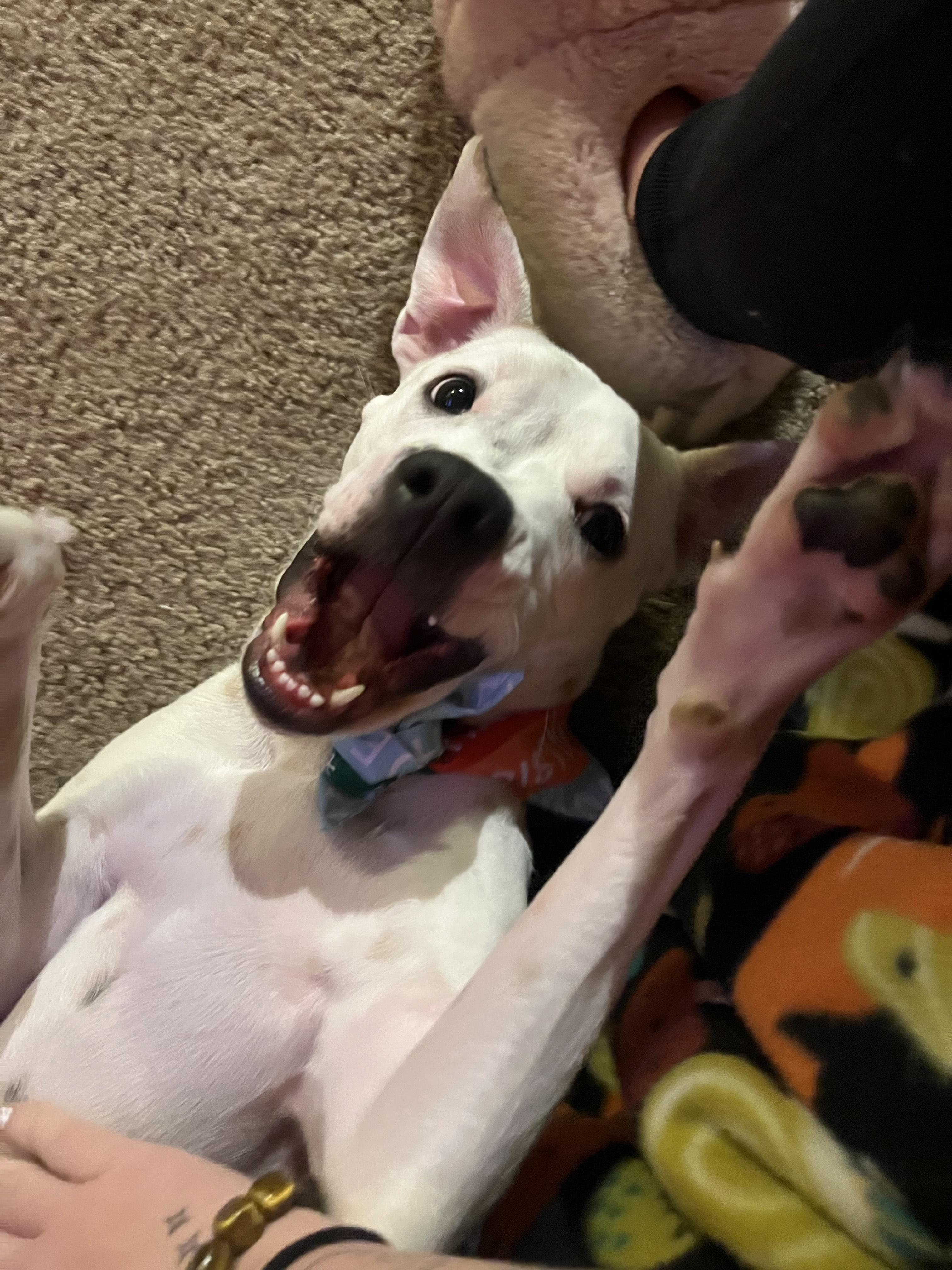 Dottie, a ADOPTABLE Mixed Breed in Puyallup, WA image 4/6