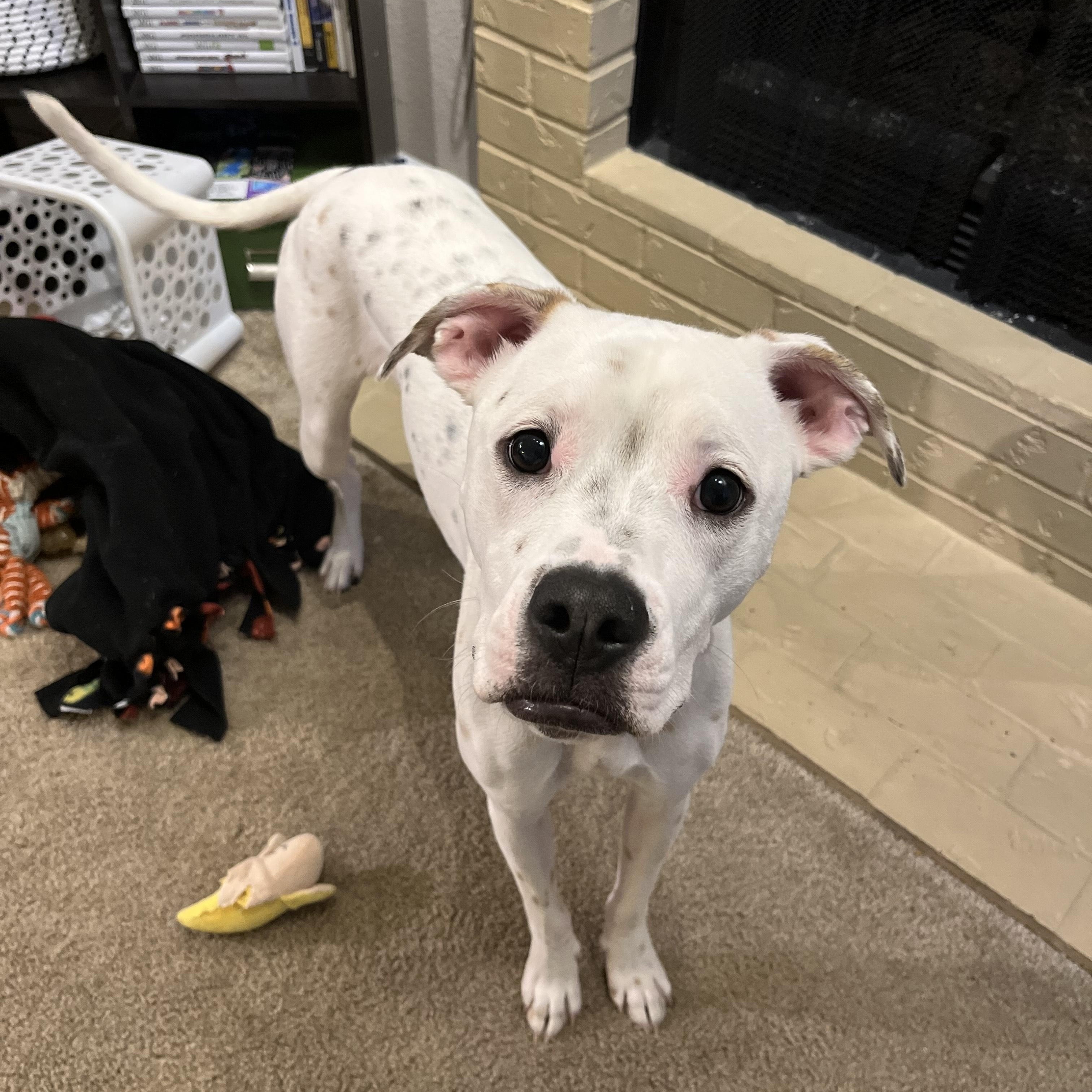 Dottie, ADOPTABLE, Young Female Mixed Breed.