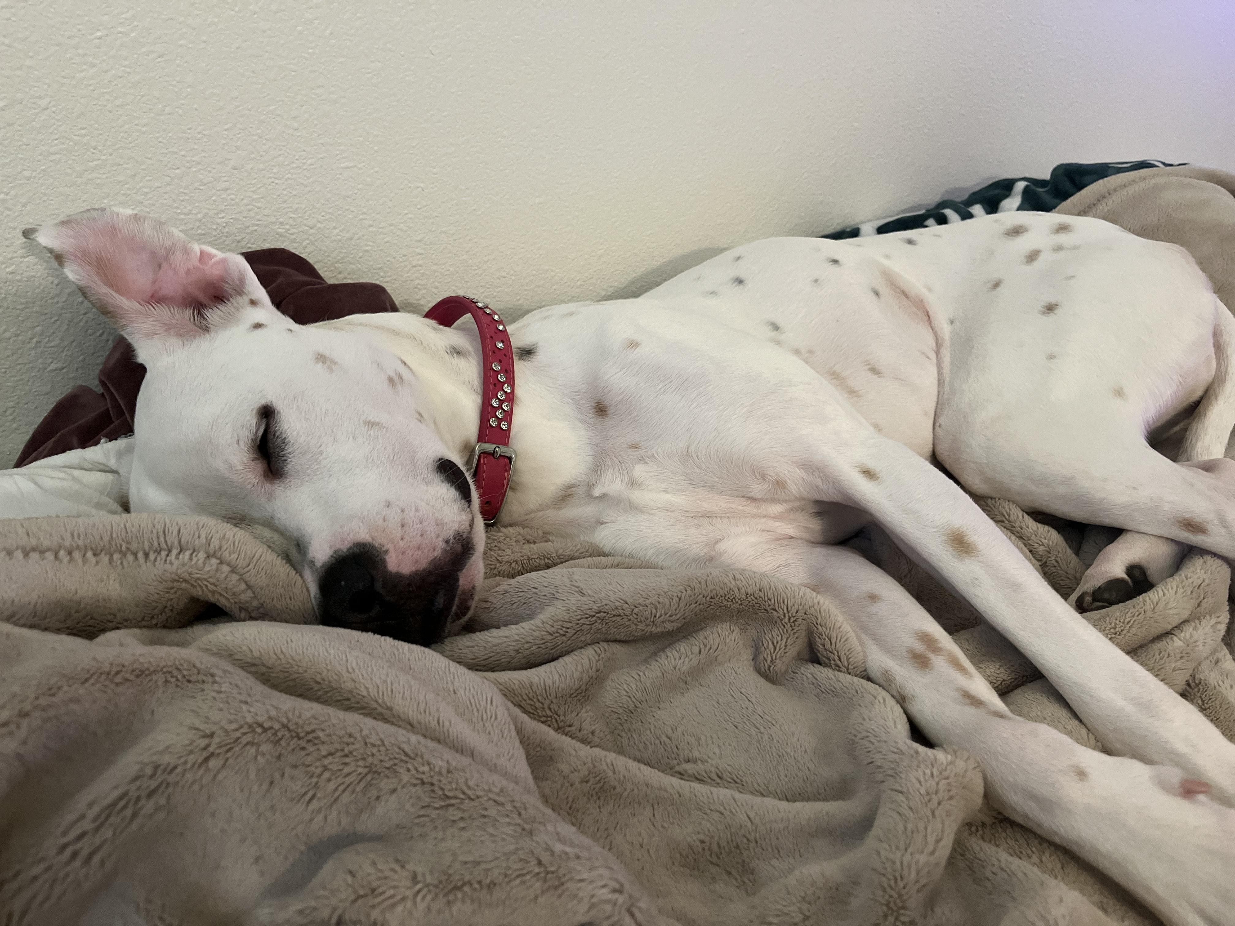 Dottie, a ADOPTABLE Mixed Breed in Puyallup, WA image 6/6