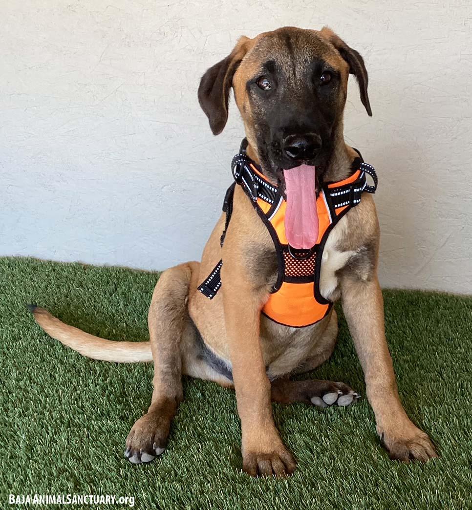 Enlarge Barry, a Adoptable mixed breed in San Diego, CA image 2/3