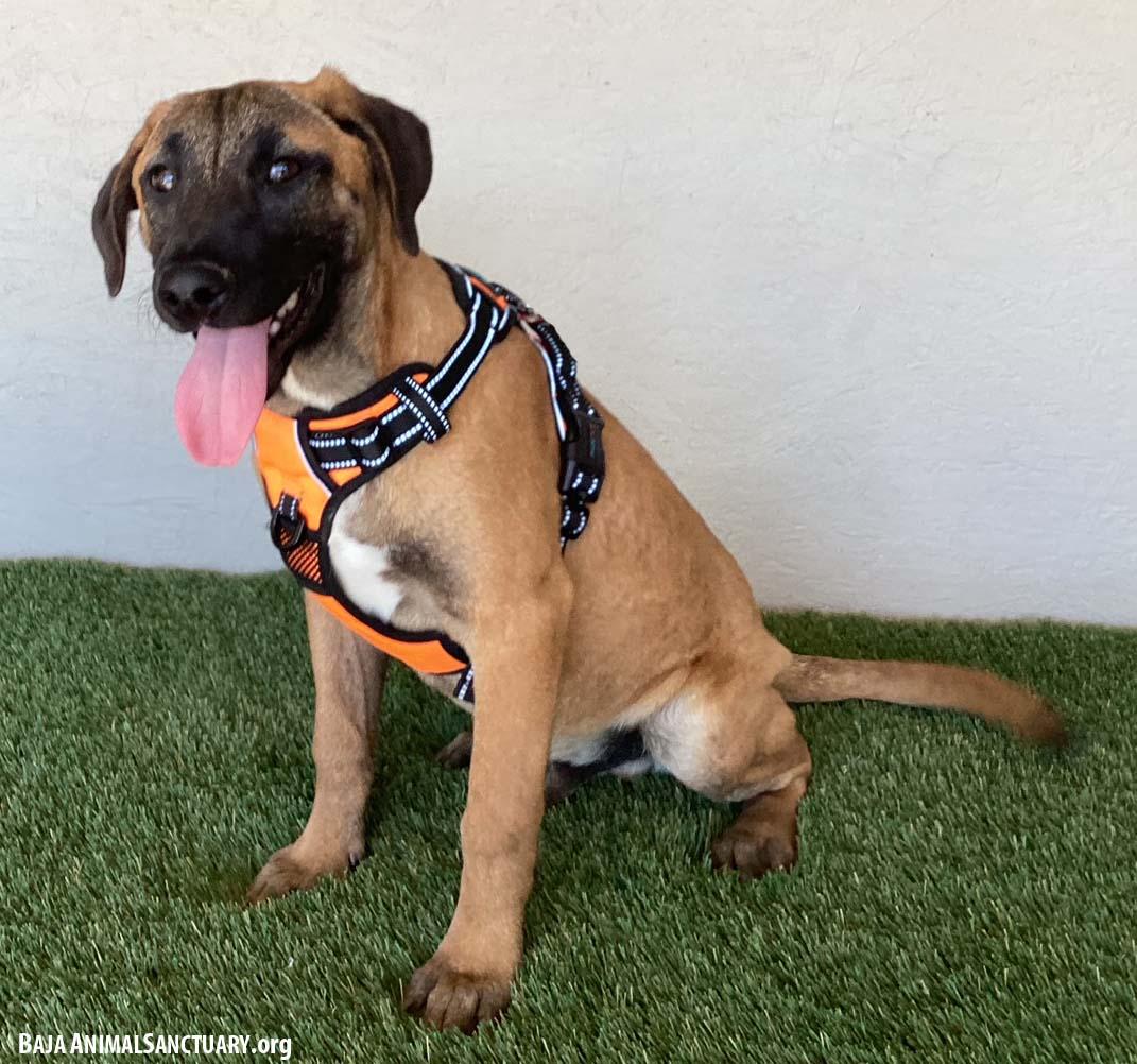 Enlarge Barry, a Adoptable mixed breed in San Diego, CA image 3/3