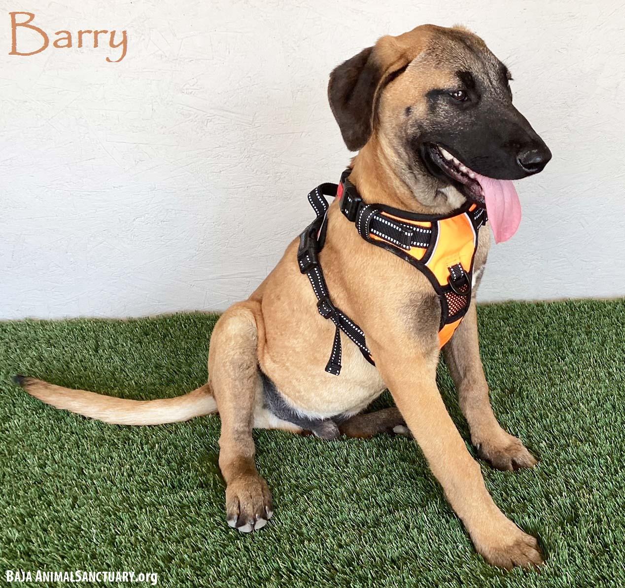 Enlarge Barry, a Adoptable mixed breed in San Diego, CA image 1/3