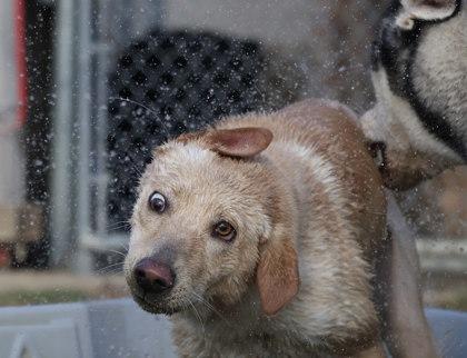 Sugar, a Adoptable mixed breed in Irving, TX image 1/3