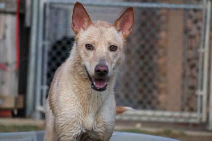 Enlarge Sugar, a Adoptable mixed breed in Irving, TX image 2/4