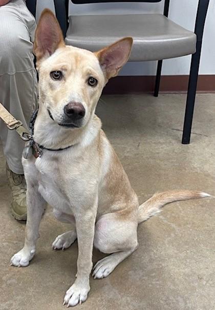 Sugar, a Adoptable mixed breed in Irving, TX image 3/3