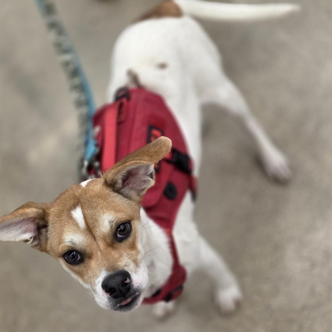 Enlarge Nemo, a Adoptable mixed breed in White Bear Lake, MN image 3/4