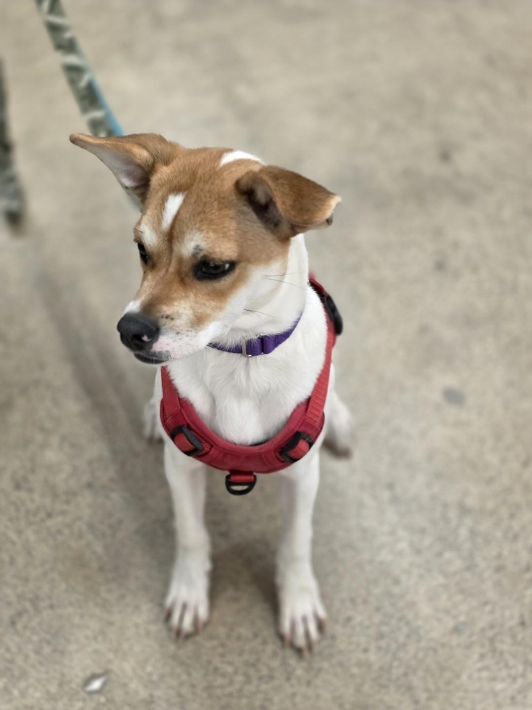 Enlarge Nemo, a Adoptable mixed breed in White Bear Lake, MN image 4/4
