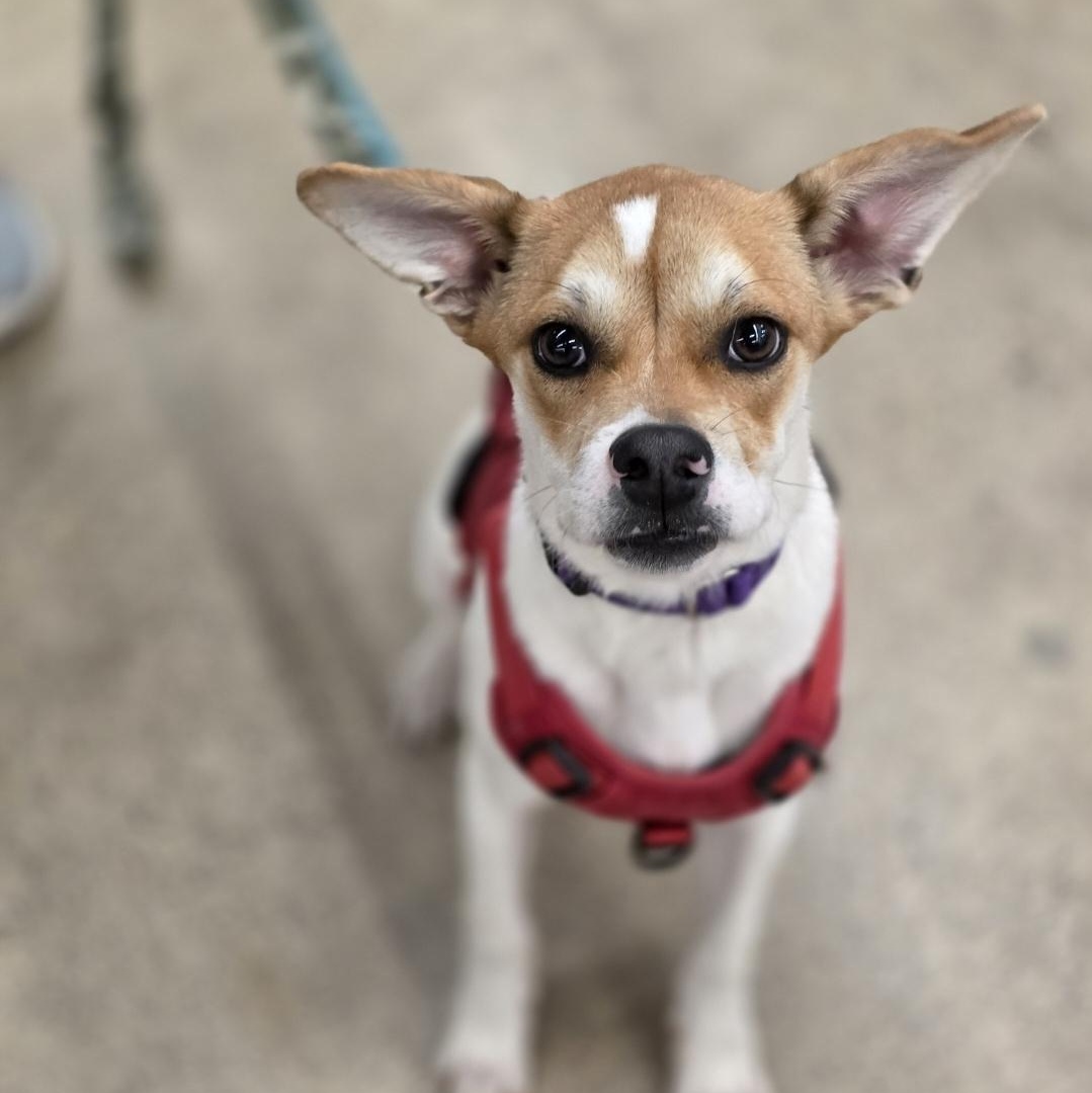 Nemo, Adoptable, Young Male Beagle & Jack Russell Terrier.
