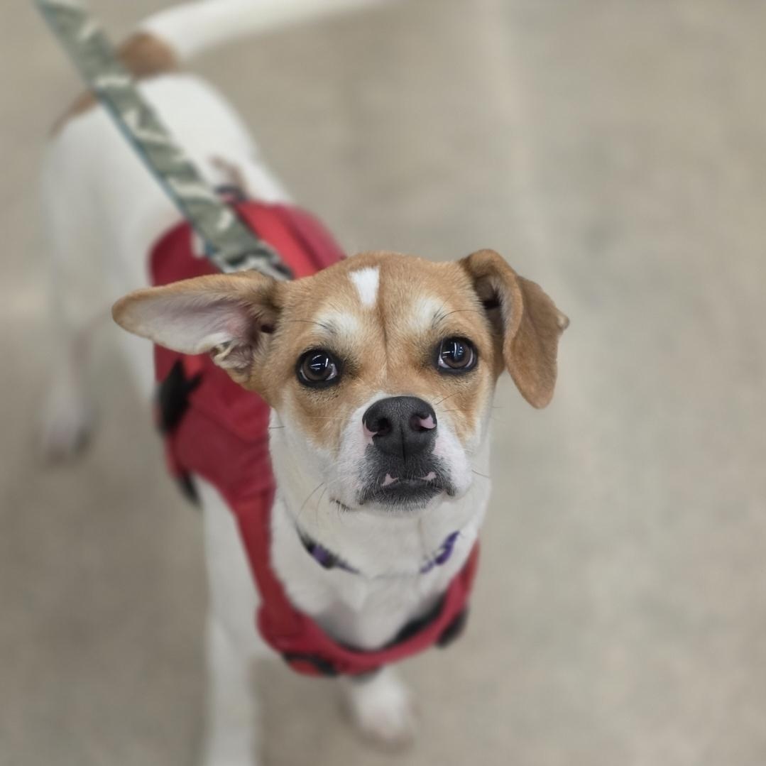 Enlarge Nemo, a Adoptable mixed breed in White Bear Lake, MN image 2/4