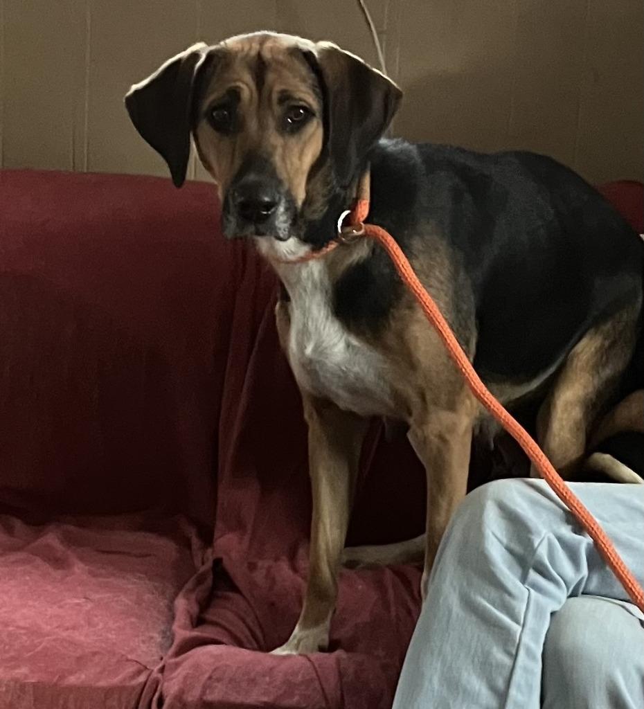 Enlarge Roxie, a Adoptable mixed breed in Salt Lake City, UT image 1/2