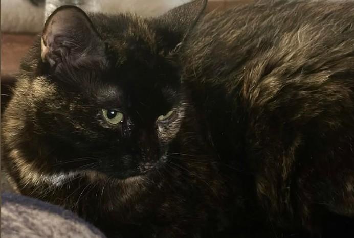 Enlarge Chloe, a Adoptable Tortoiseshell in Duette, FL image 1/2
