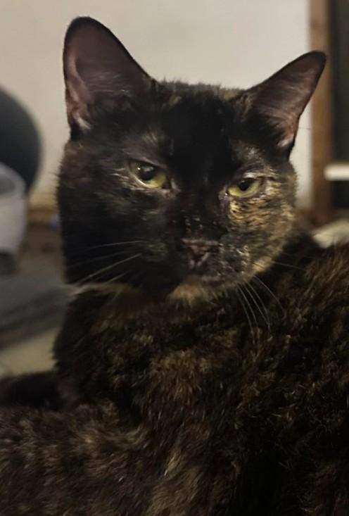 Chloe, adoptable, Adult Female Tortoiseshell.
