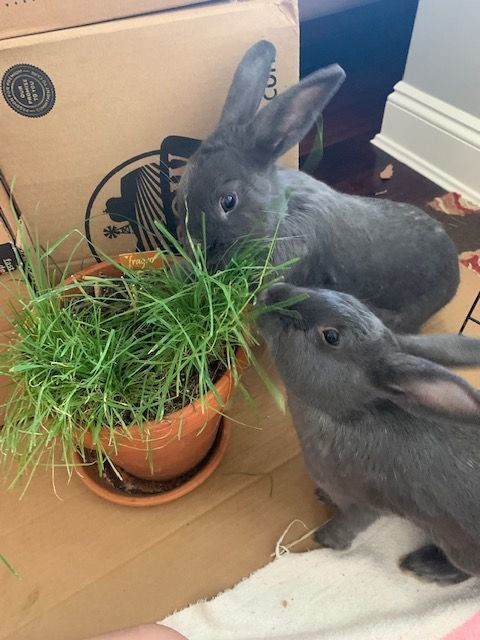 Han & Luke (South Surrey), Adoptable, Young Male Bunny Rabbit.