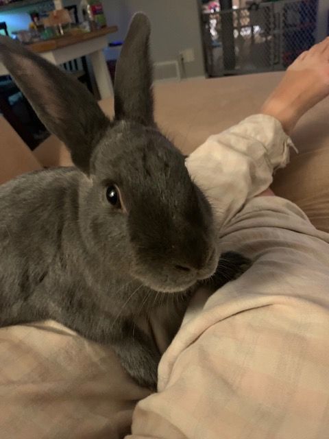 Han & Luke (South Surrey), a Adoptable Bunny Rabbit in Vancouver, BC image 2/3