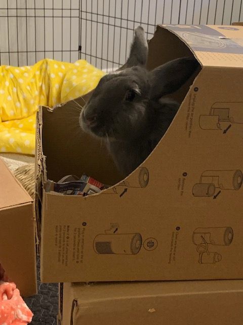 Han & Luke (South Surrey), a Adoptable Bunny Rabbit in Vancouver, BC image 3/3