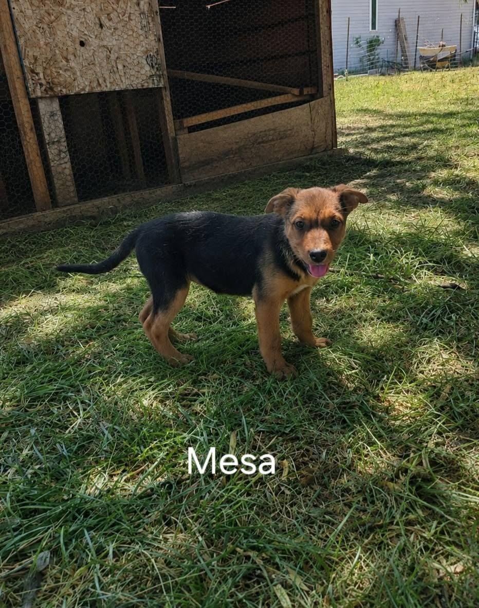 Mesa, Adoptable, Young Female German Shepherd Dog.