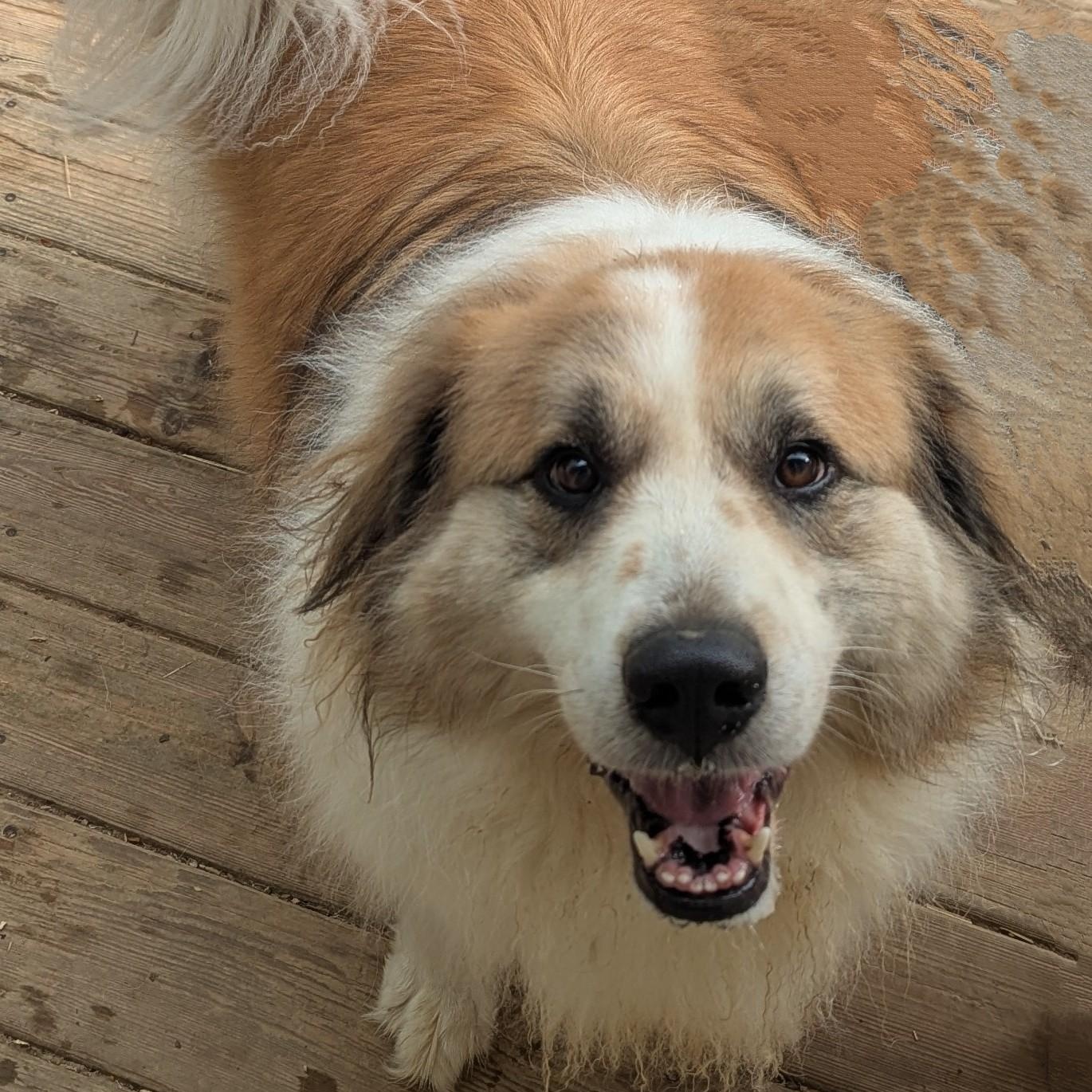 Koda photo 5