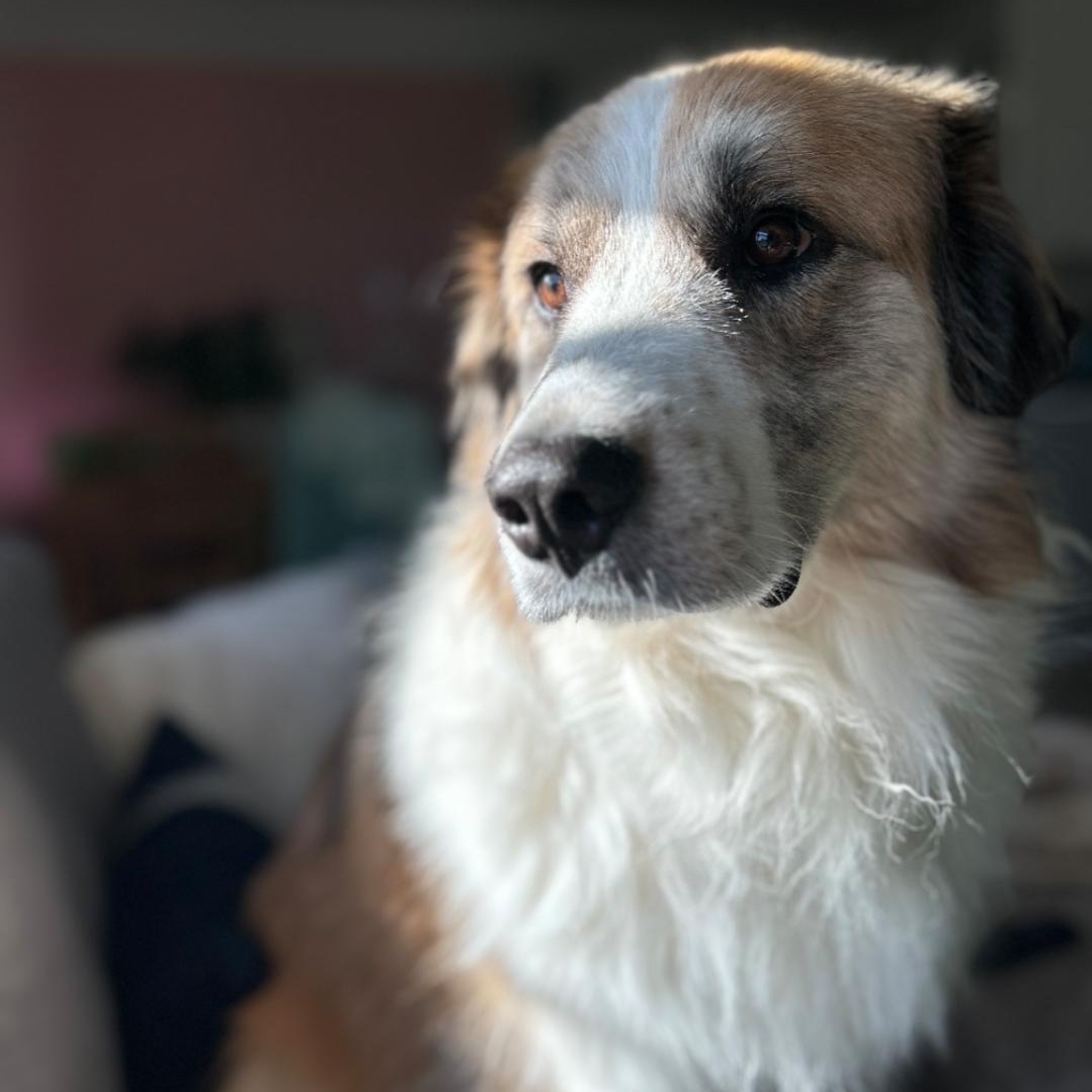 Koda photo 2