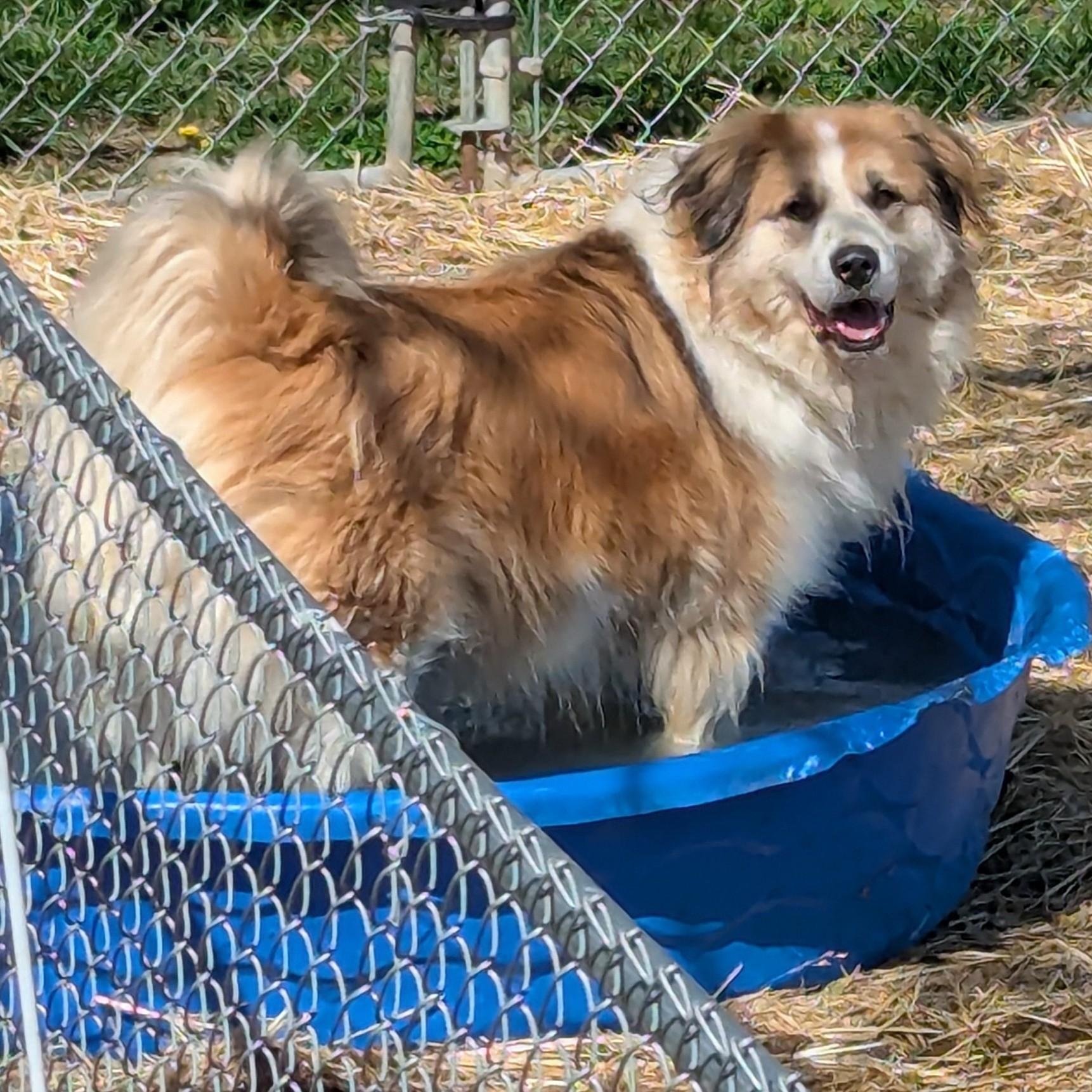 Koda photo 1