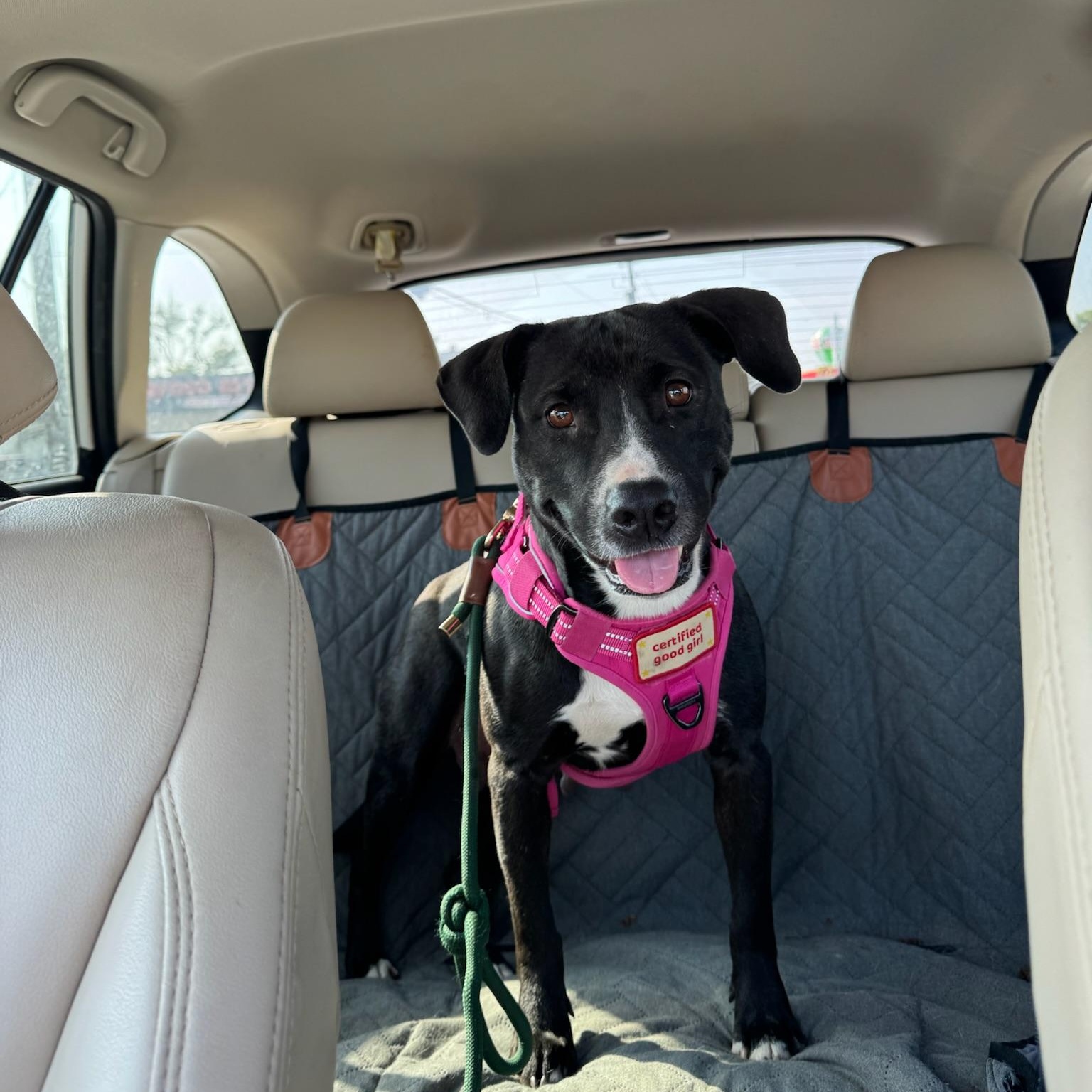Aruba, Adoptable, Adult Female Black Labrador Retriever & Labrador Retriever.