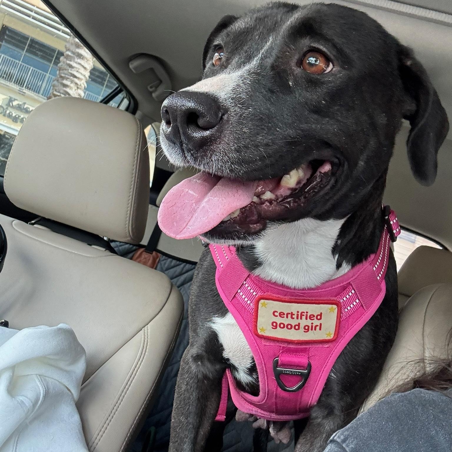 Enlarge Aruba, a Adoptable mixed breed in Austin, TX image 5/6