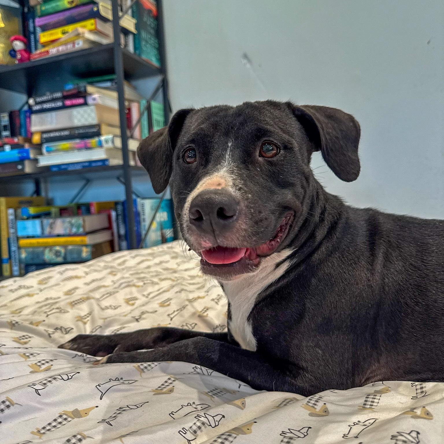 Enlarge Aruba, a Adoptable mixed breed in Austin, TX image 4/6