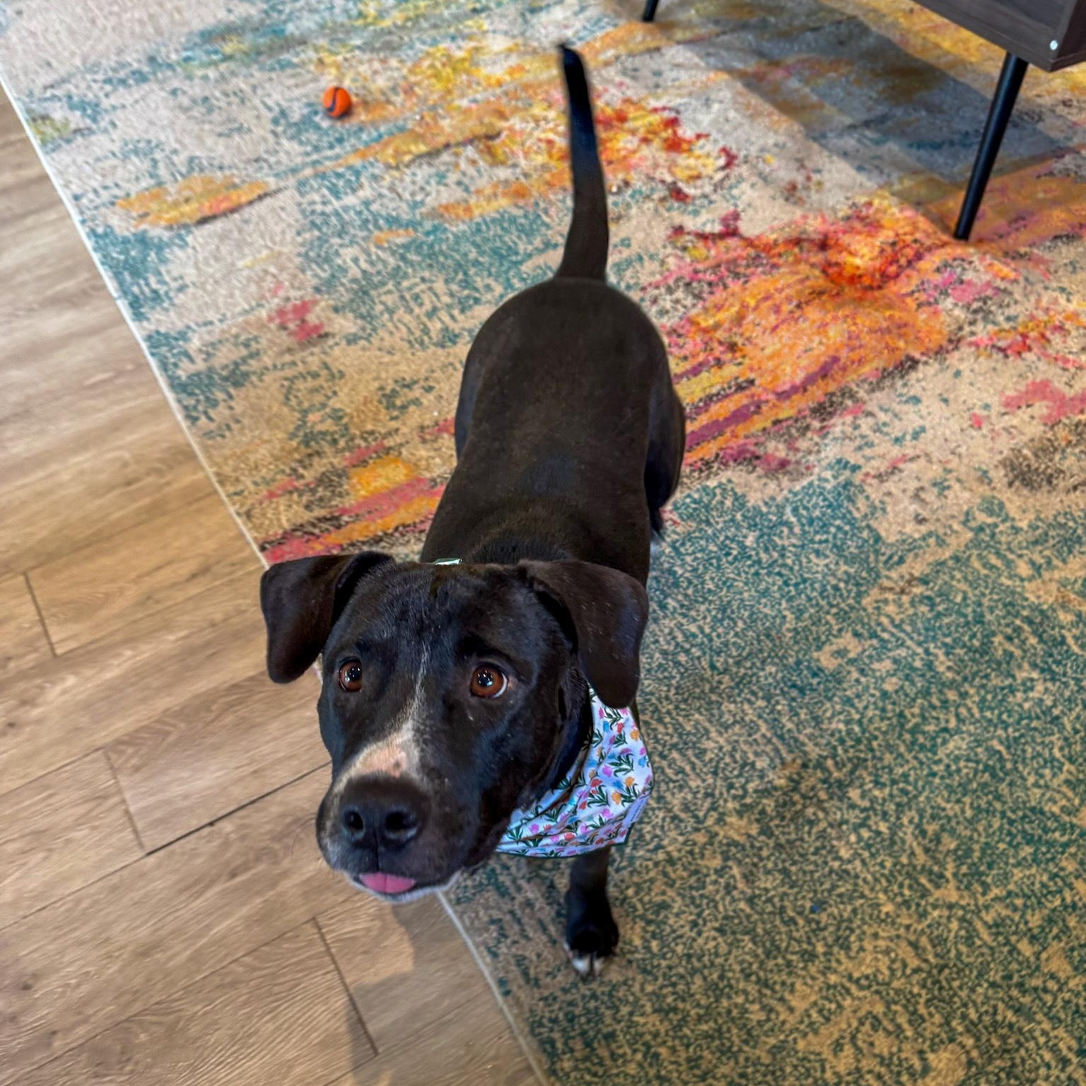 Enlarge Aruba, a Adoptable mixed breed in Austin, TX image 6/6