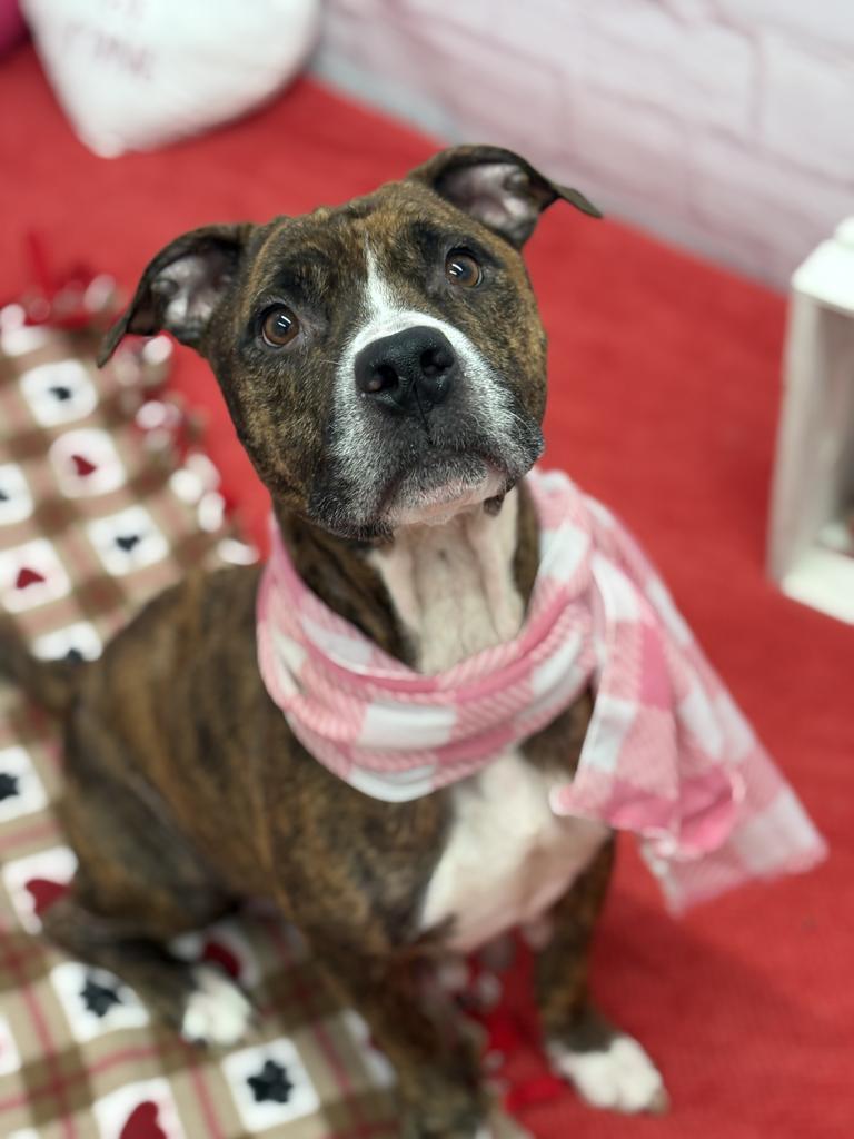 Enlarge Kissable Kallie, a Adoptable mixed breed in Detroit, MI image 1/6