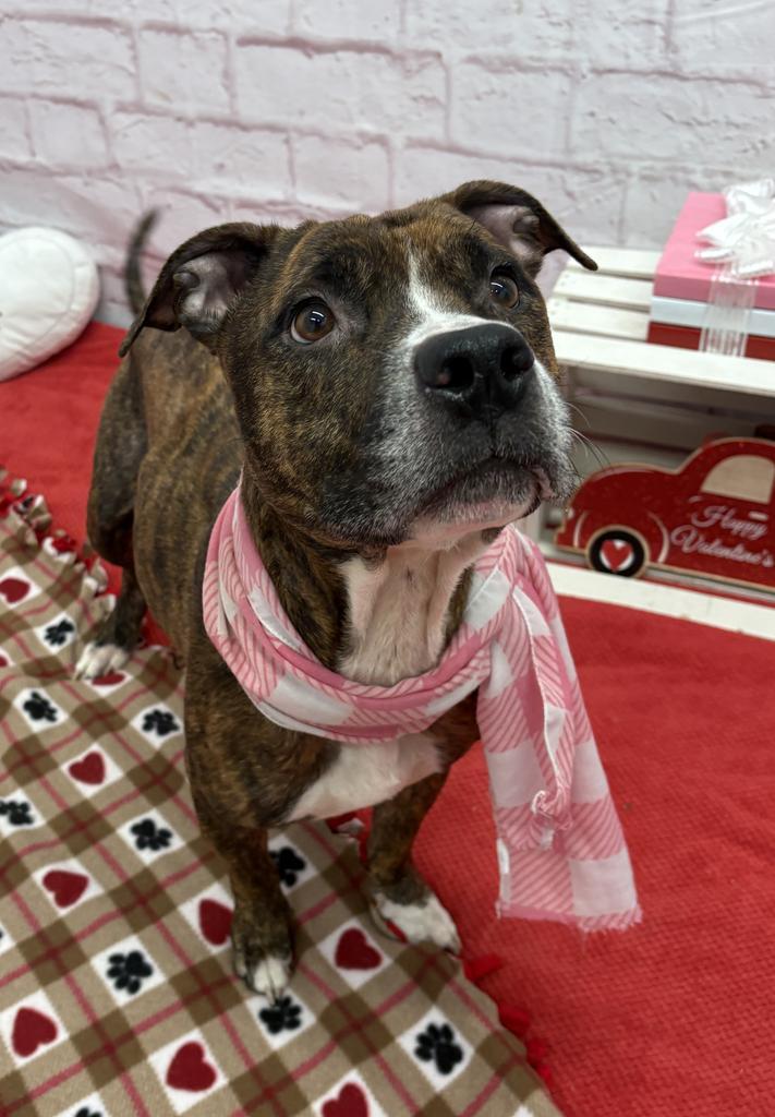 Enlarge Kissable Kallie, a Adoptable mixed breed in Detroit, MI image 2/6