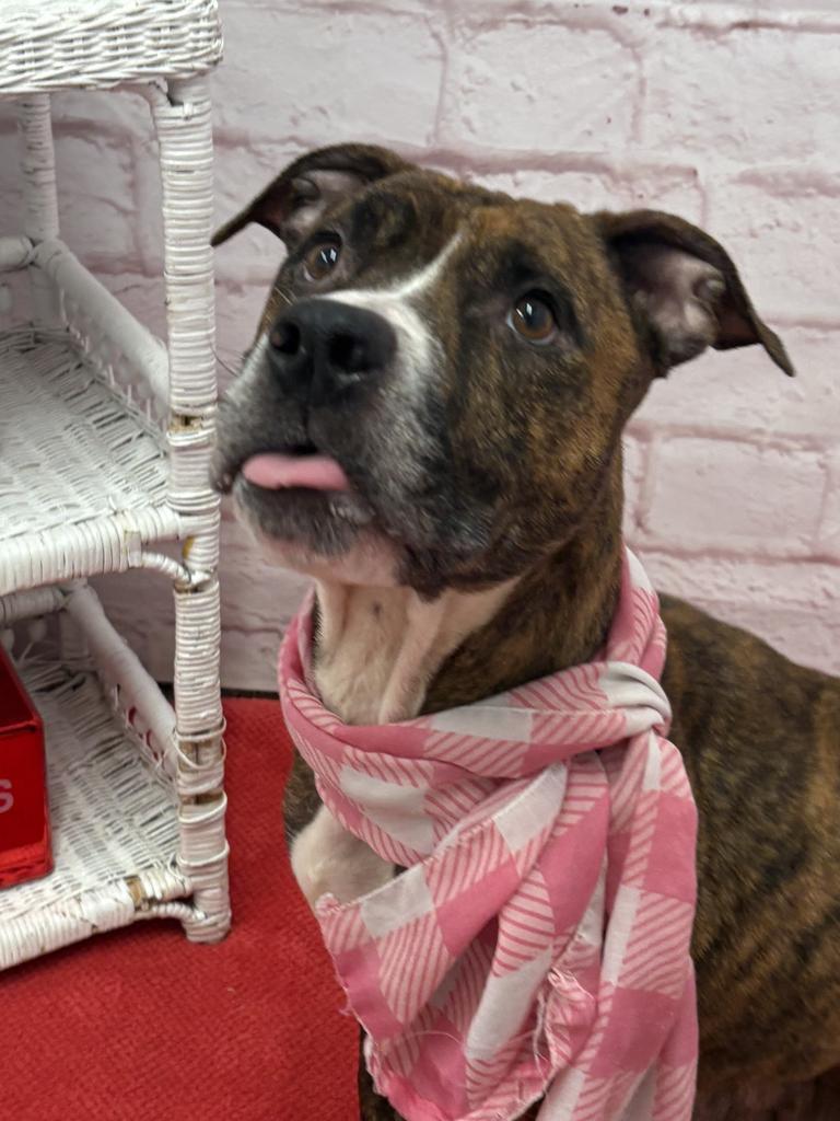 Enlarge Kissable Kallie, a Adoptable mixed breed in Detroit, MI image 3/6