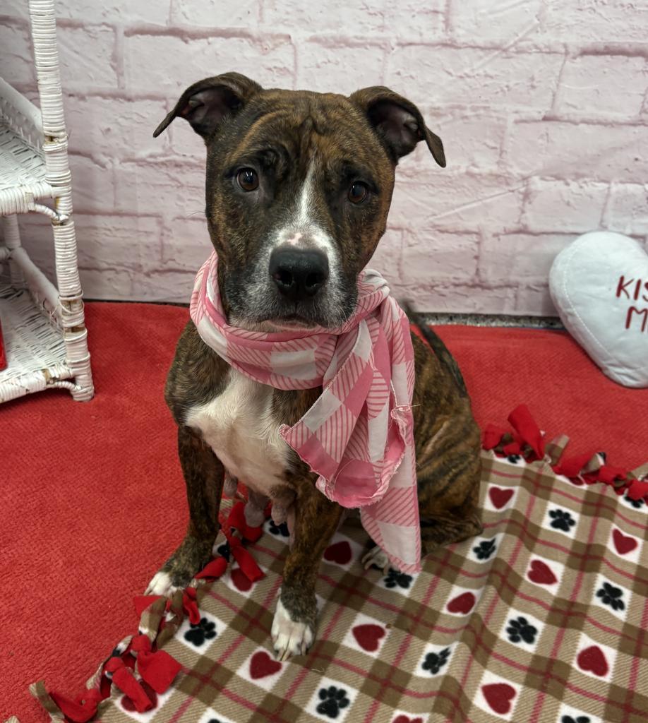 Enlarge Kissable Kallie, a Adoptable mixed breed in Detroit, MI image 5/6