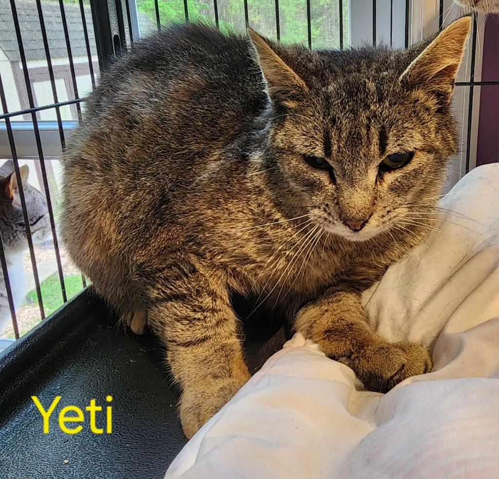 Yeti, Adoptable, Adult Male Domestic Short Hair.
