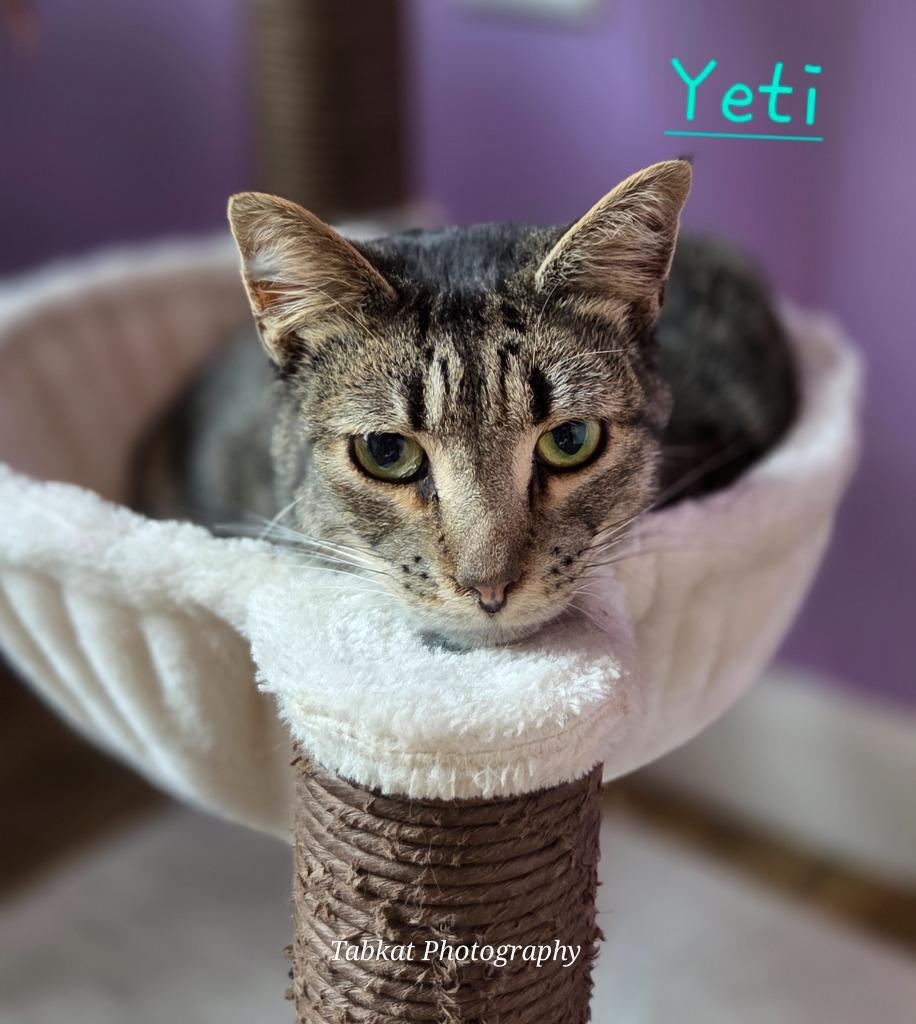 Enlarge Yeti, a Adoptable mixed breed in Cambridge, MD image 2/3