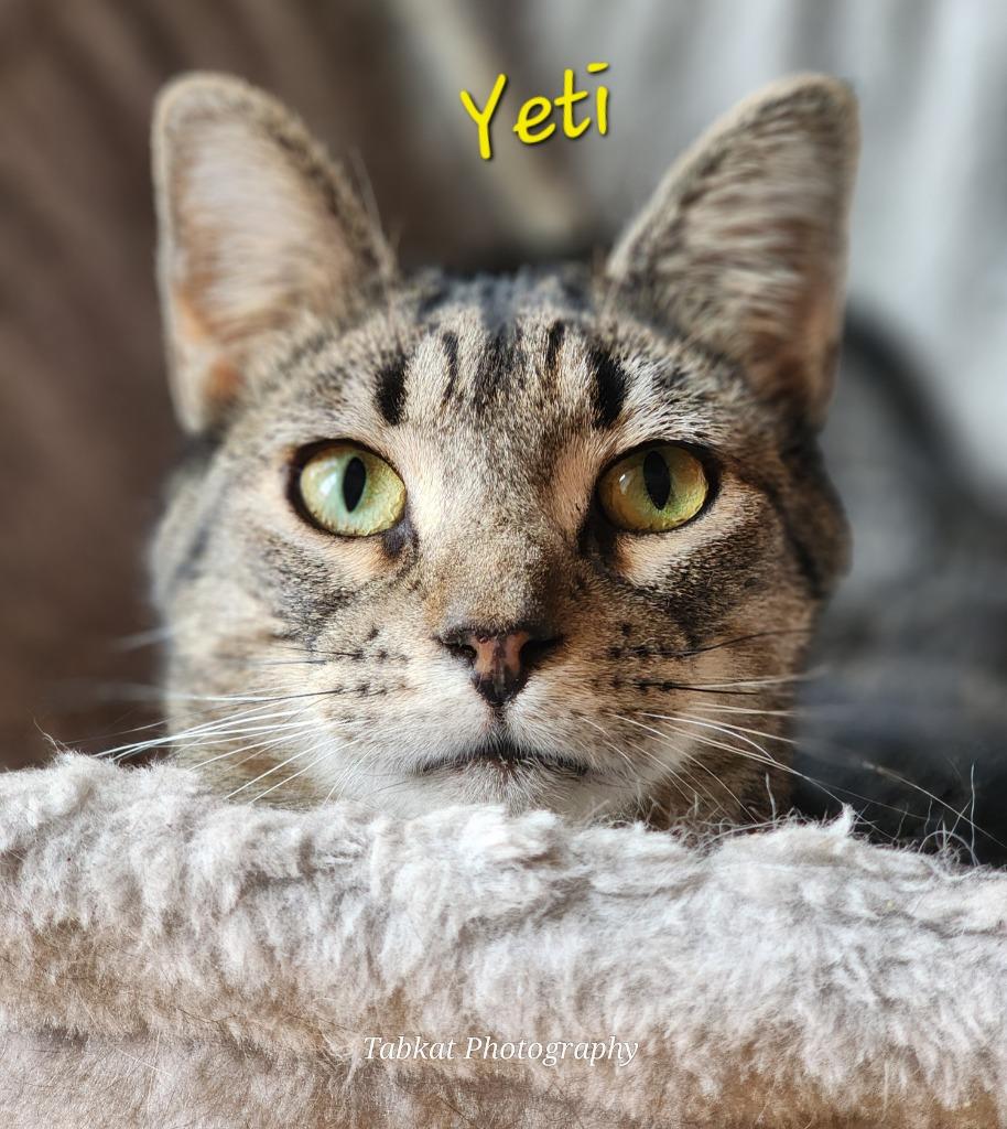 Yeti — thumbnail 3