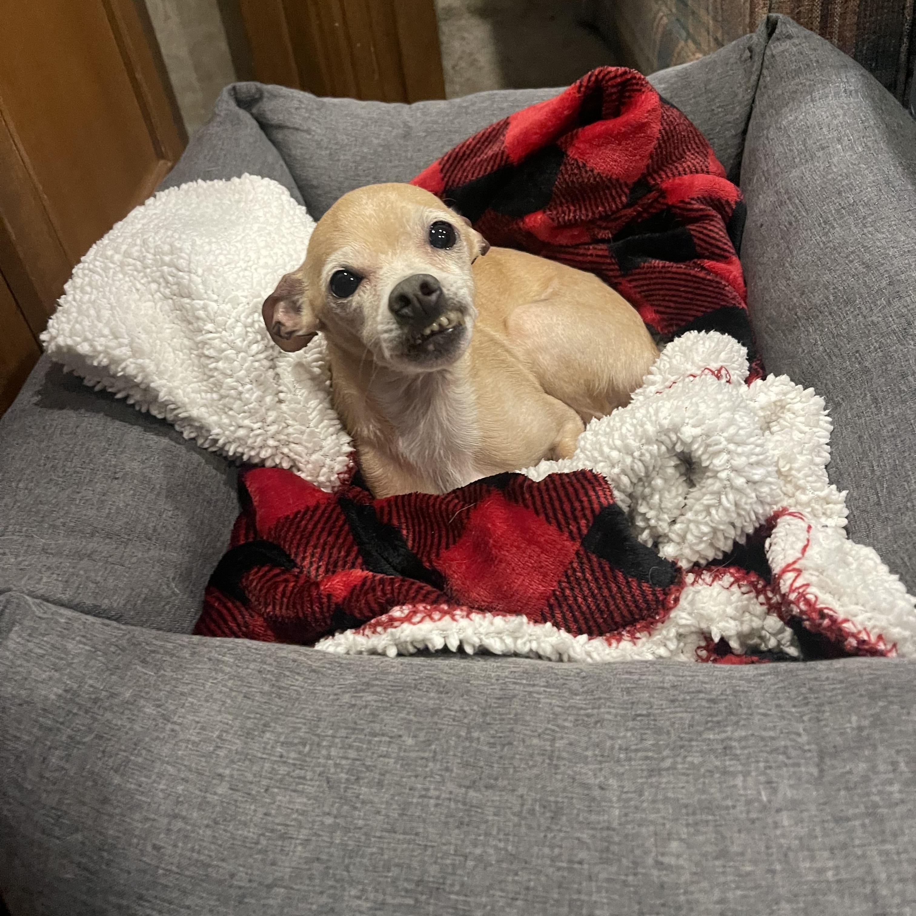 Pickle, a Adoptable mixed breed in Baton Rouge, LA image 4/5