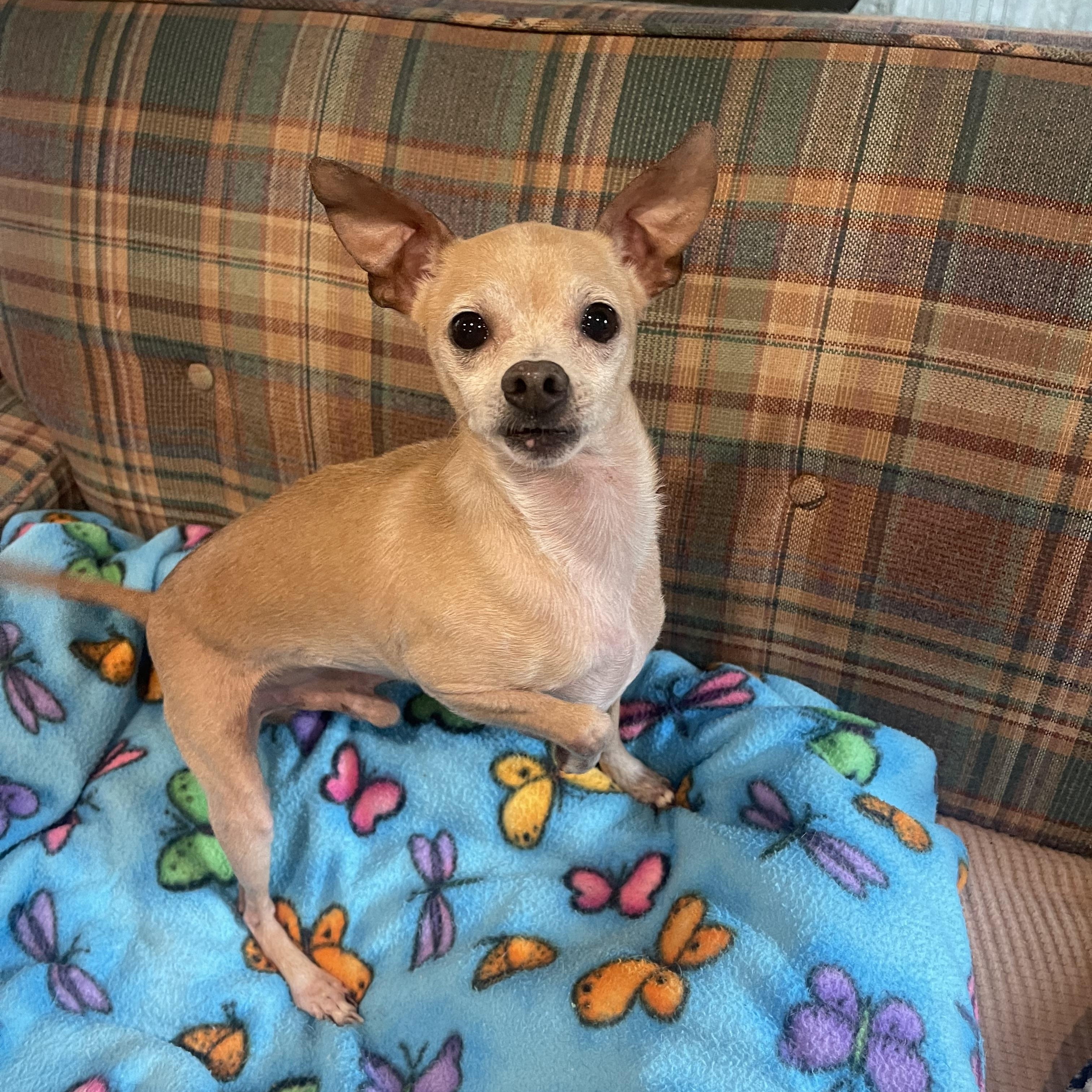 Pickle, a Adoptable mixed breed in Baton Rouge, LA image 1/5