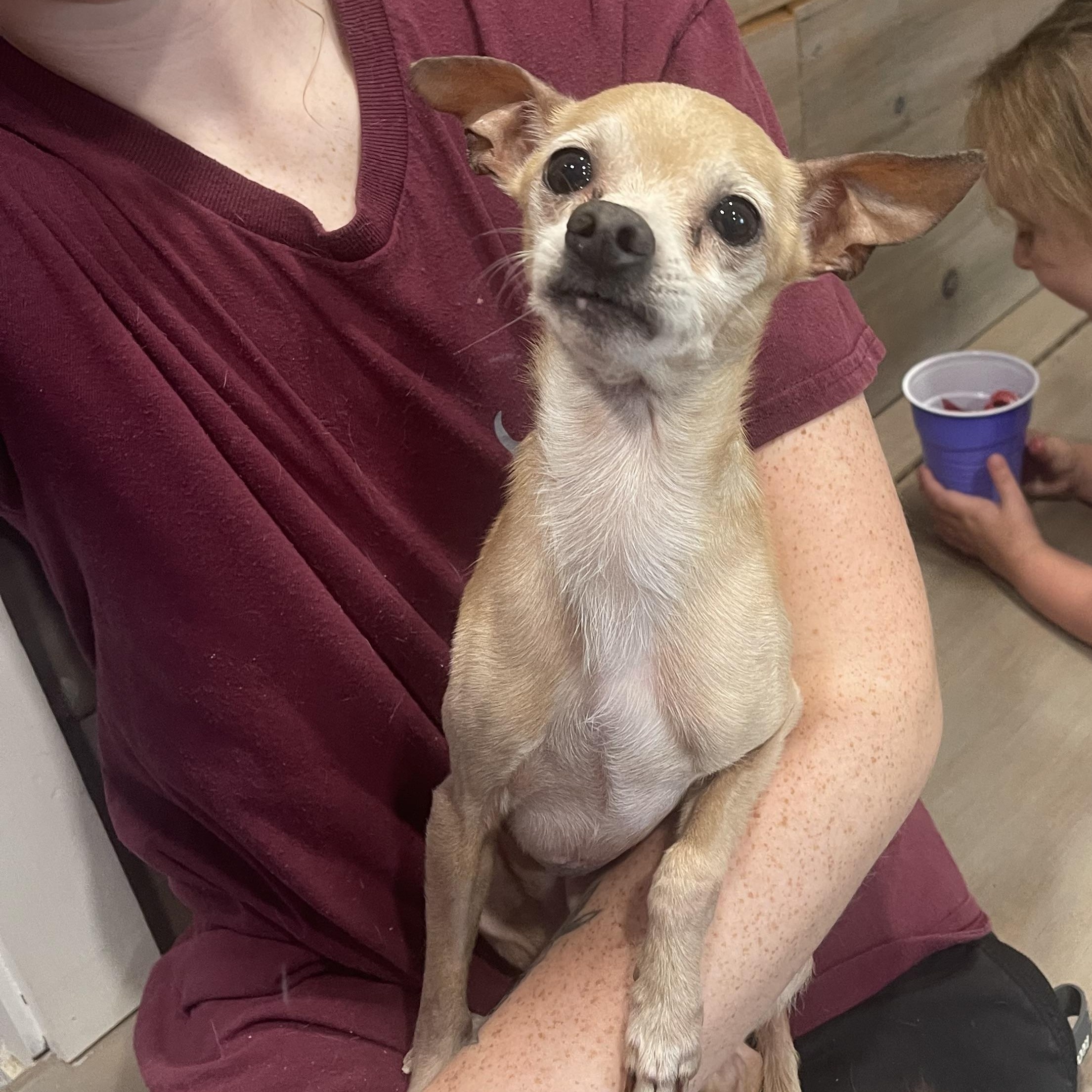 Pickle, a Adoptable mixed breed in Baton Rouge, LA image 3/5