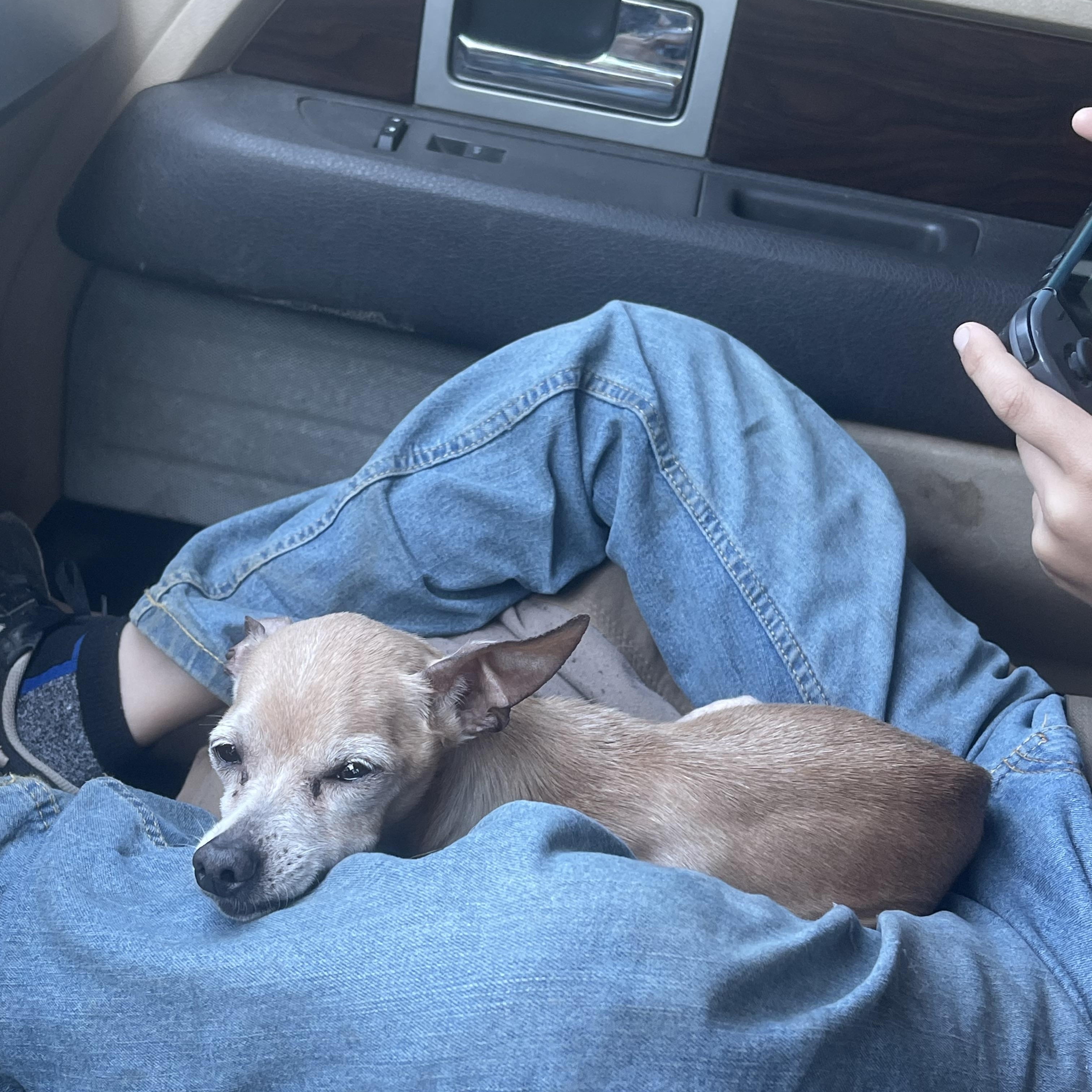 Pickle, a Adoptable mixed breed in Baton Rouge, LA image 5/5