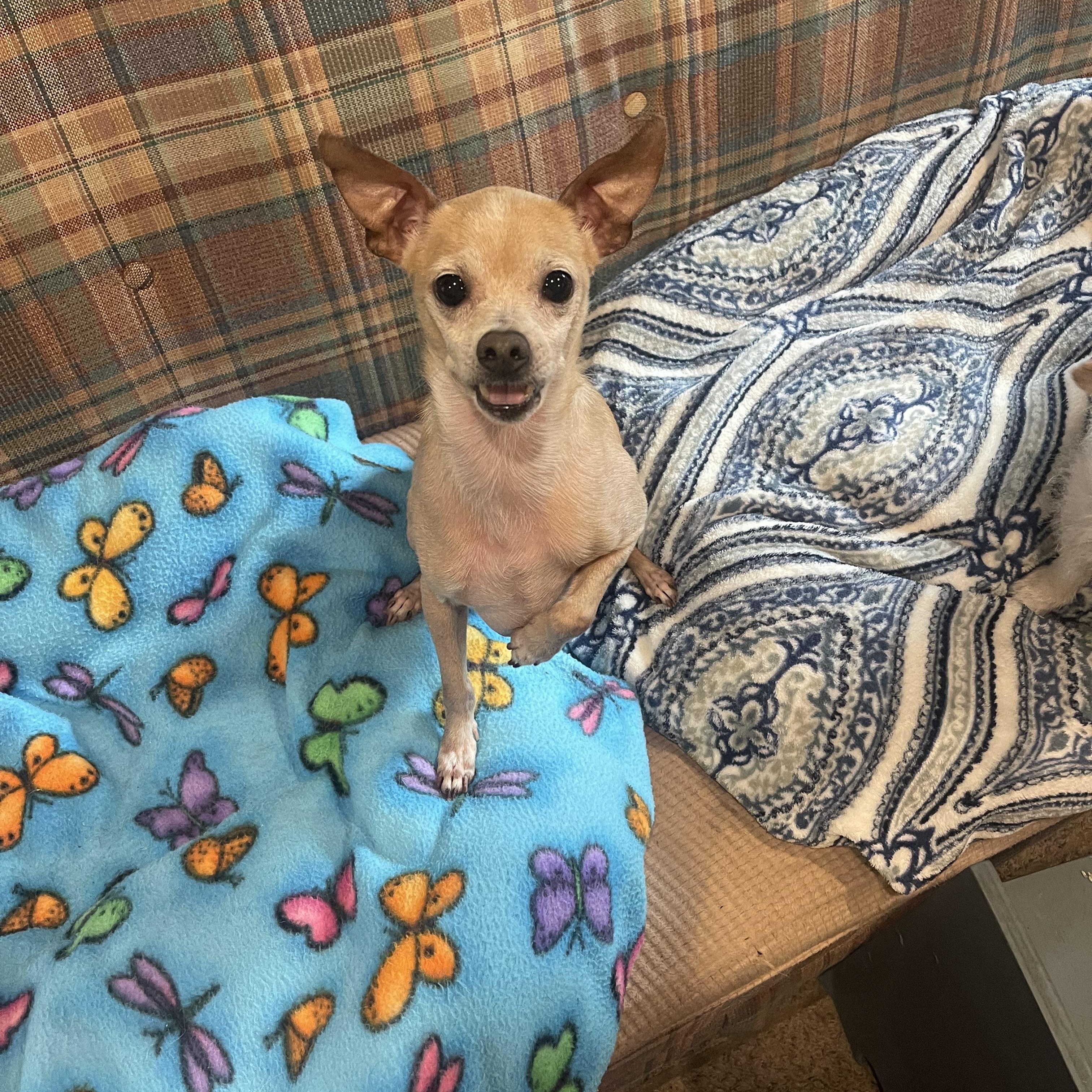 Pickle, a Adoptable mixed breed in Baton Rouge, LA image 2/5