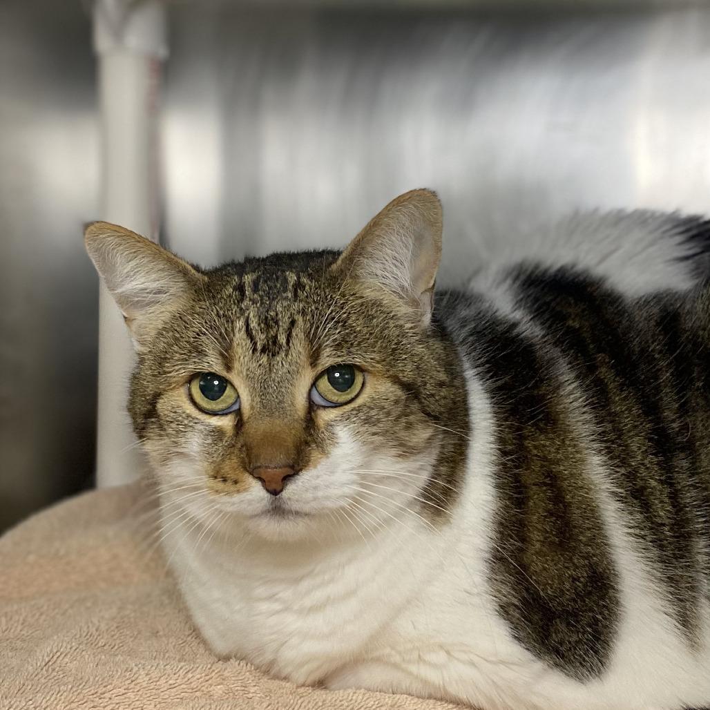 Gucci, Adoptable, Senior Female Domestic Short Hair.