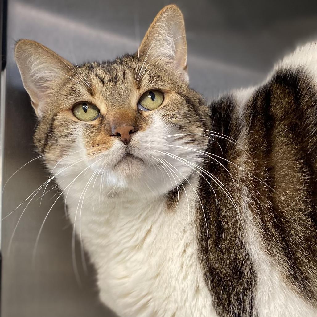 Enlarge Gucci, a Adoptable mixed breed in Riverside, CA image 2/4