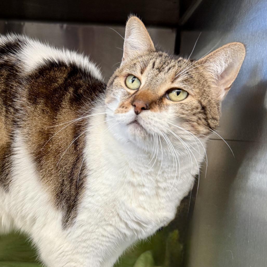 Enlarge Gucci, a Adoptable mixed breed in Riverside, CA image 3/4