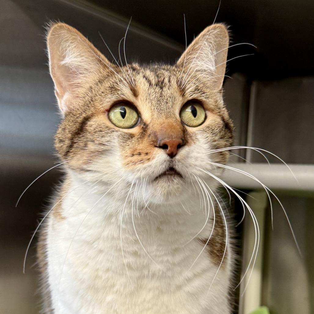 Enlarge Gucci, a Adoptable mixed breed in Riverside, CA image 4/4