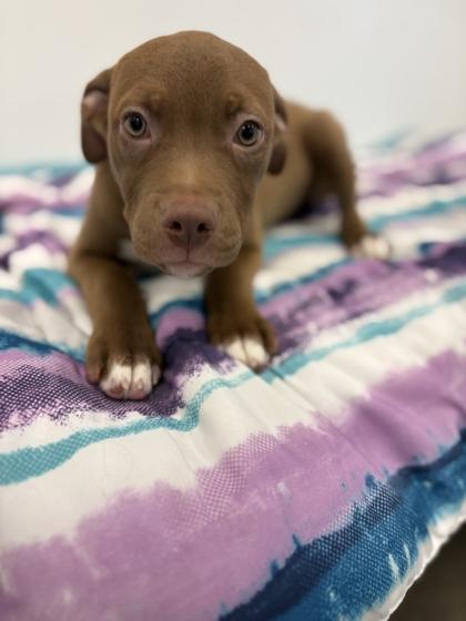 Enlarge Hershey, a Adoptable mixed breed in Fresno, CA image 1/2
