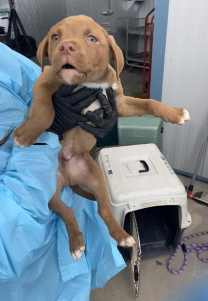 Enlarge Hershey, a Adoptable mixed breed in Fresno, CA image 2/2