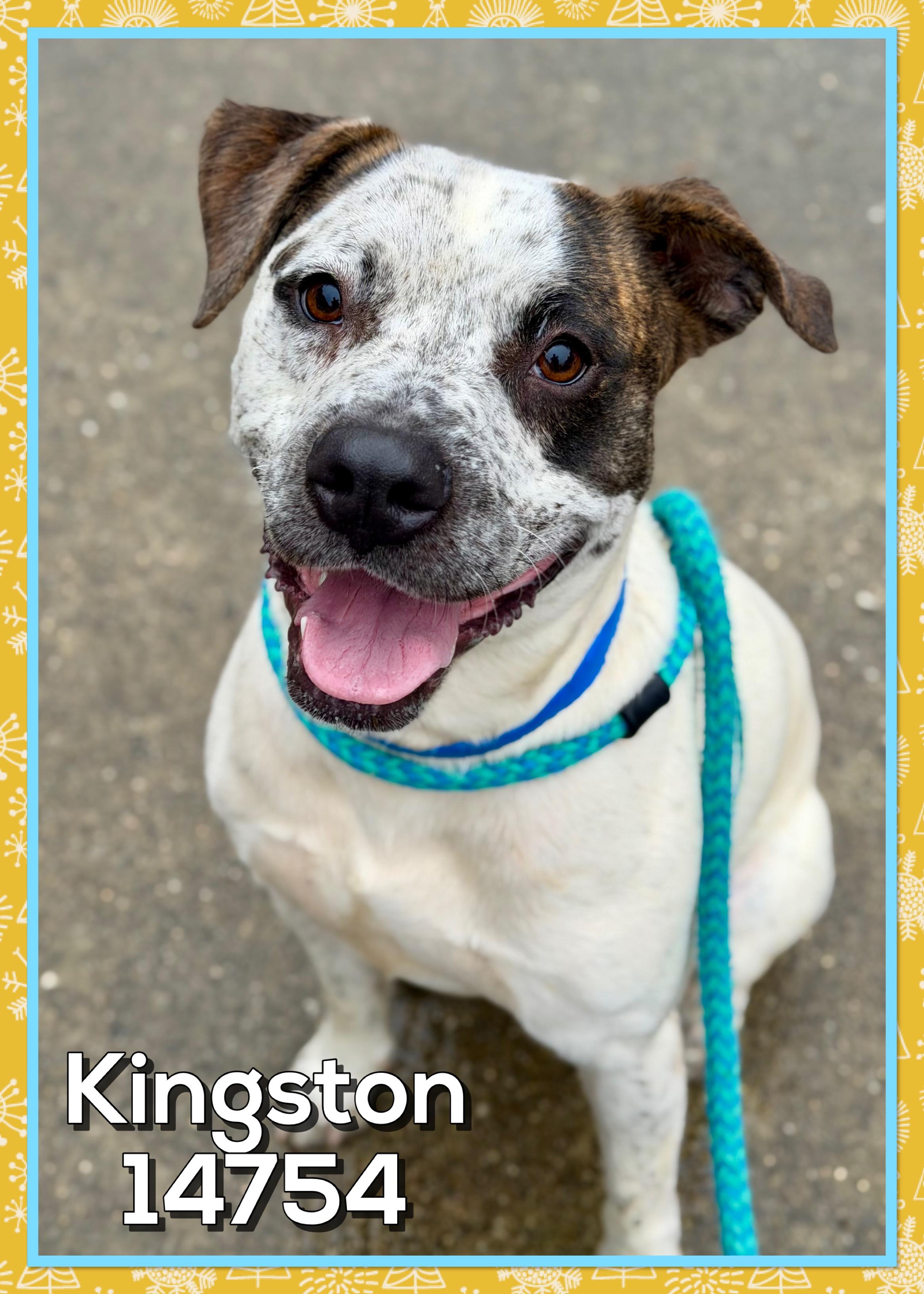 Enlarge KINGSTON, a Adoptable mixed breed in Marietta, GA image 1/6