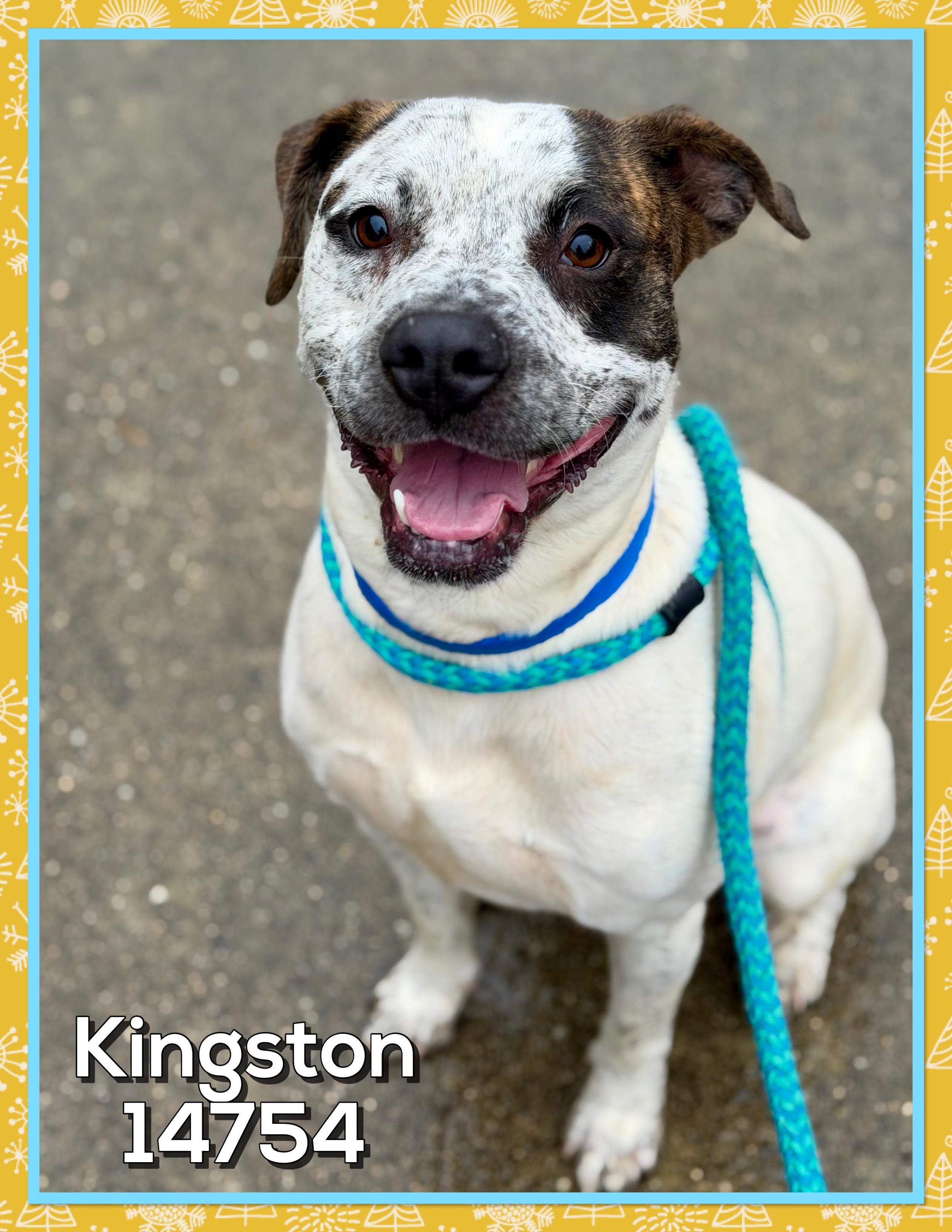 Enlarge KINGSTON, a Adoptable mixed breed in Marietta, GA image 2/6