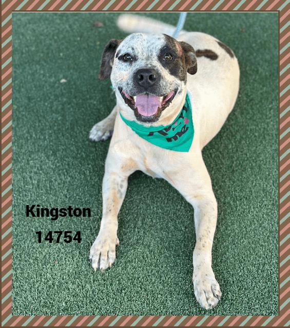 Enlarge KINGSTON, a Adoptable mixed breed in Marietta, GA image 5/6