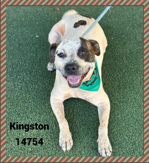Enlarge KINGSTON, a Adoptable mixed breed in Marietta, GA image 6/6