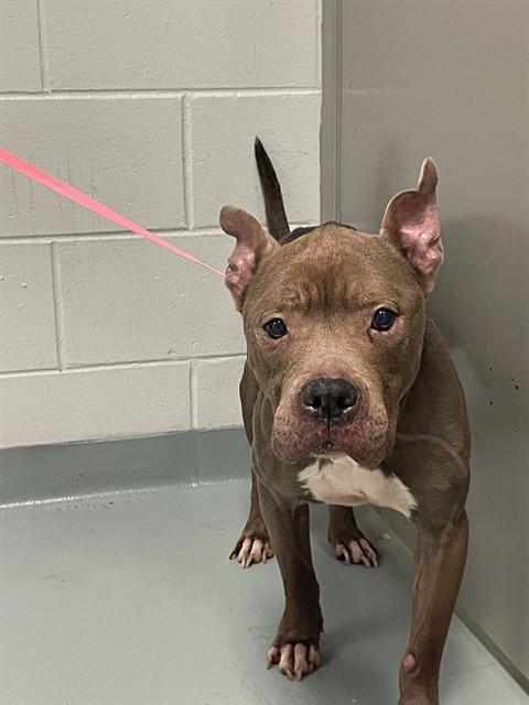 SADIE, Adoptable, Adult Female Pit Bull Terrier.